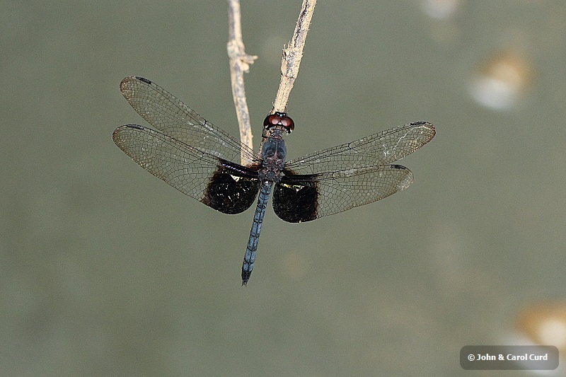 _MG_5376 Tyriobapta torrida.JPG